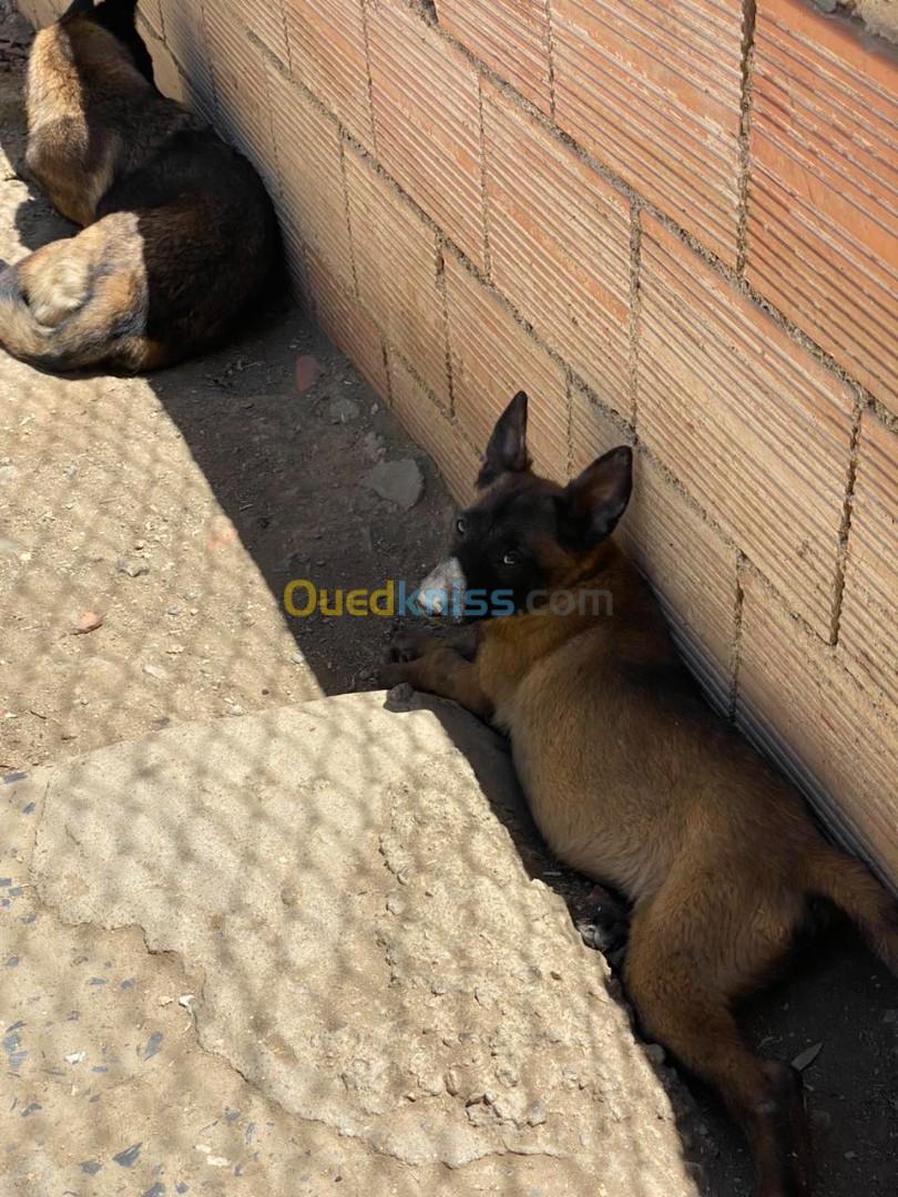 Chiot malinois 