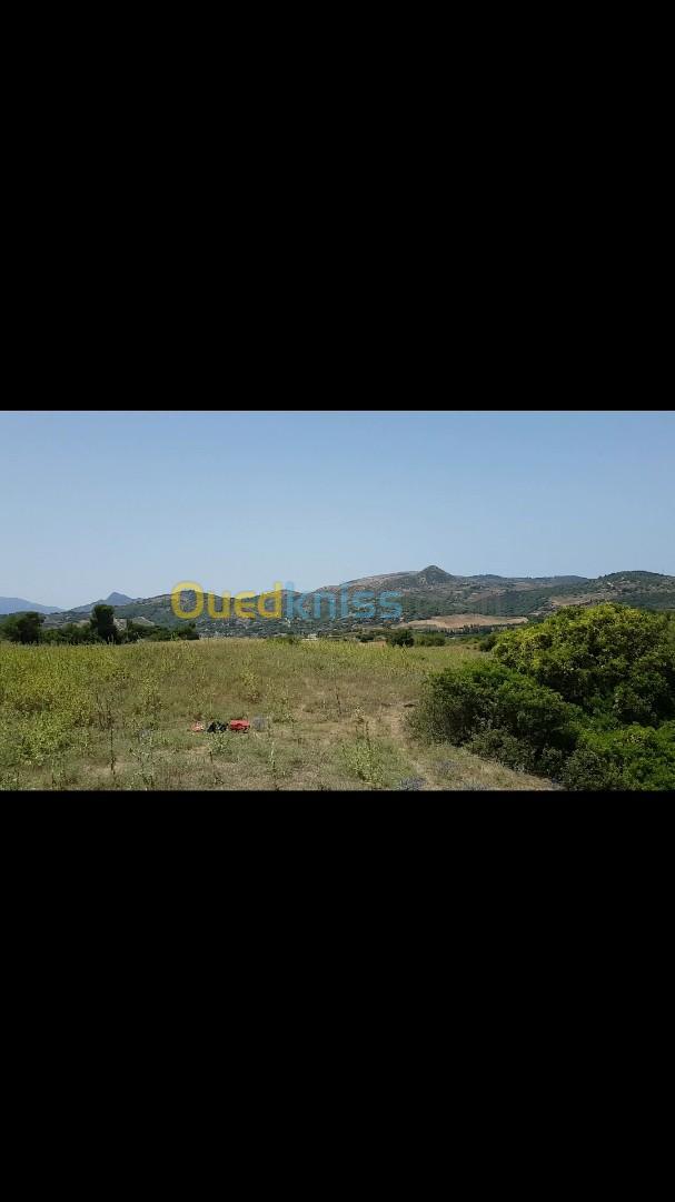 Location Terrain Tipaza Sidi amar