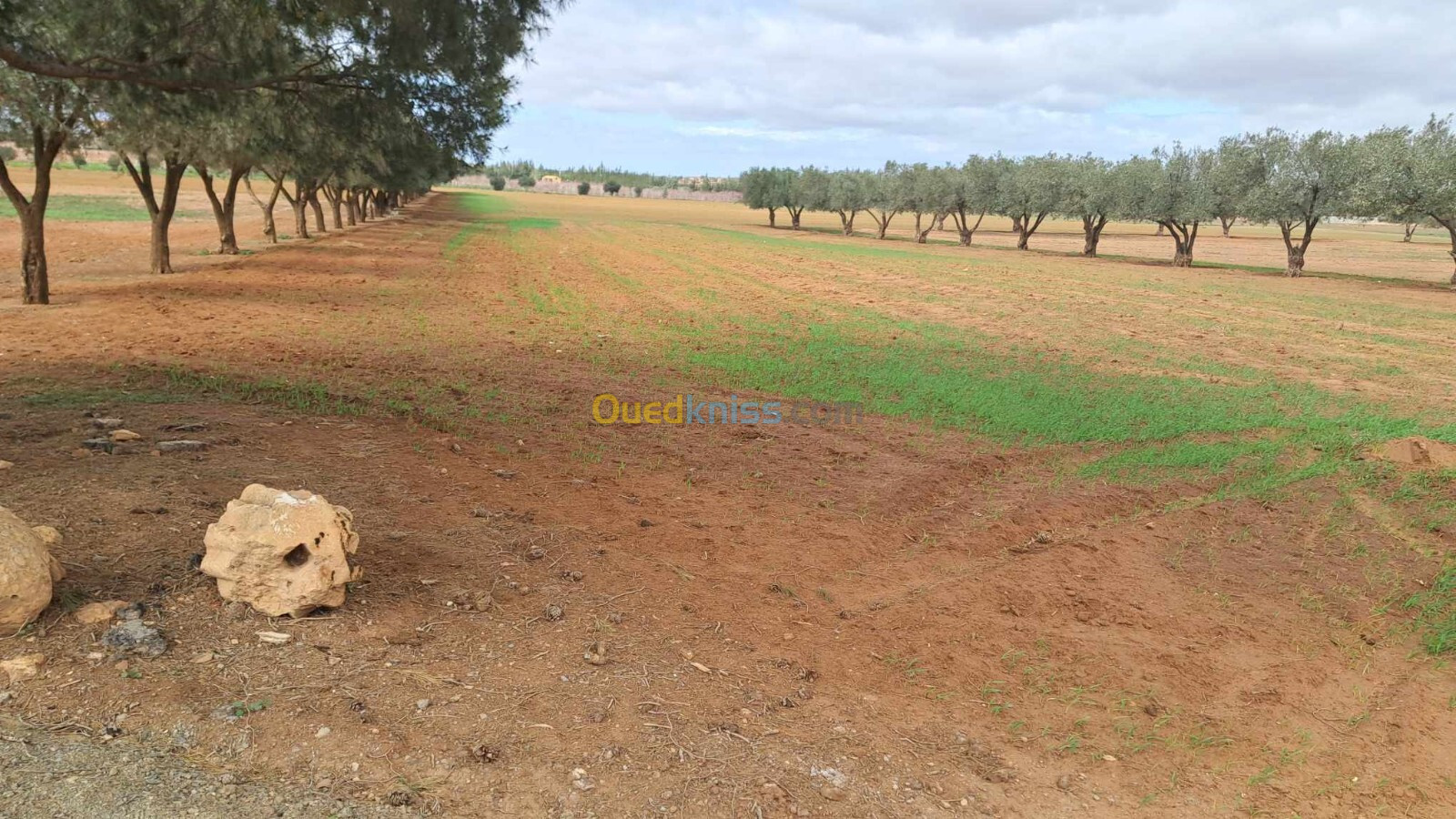 Vente Terrain Sidi Bel Abbès Belarbi