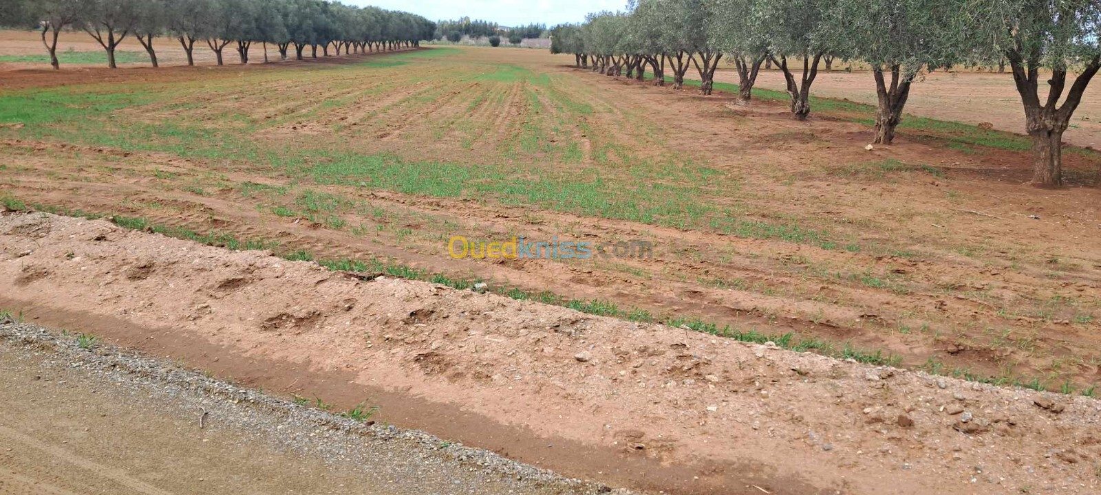 Vente Terrain Sidi Bel Abbès Belarbi