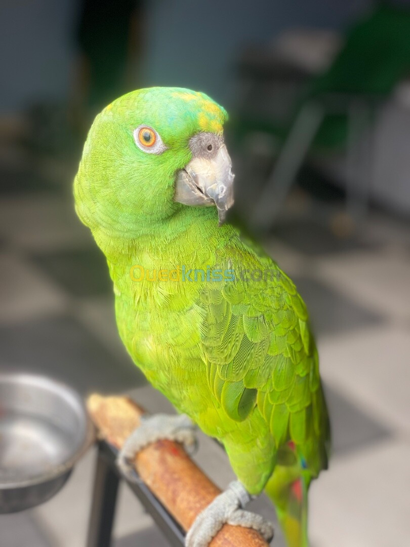 Femel amazone nuque d'or auropalliata 