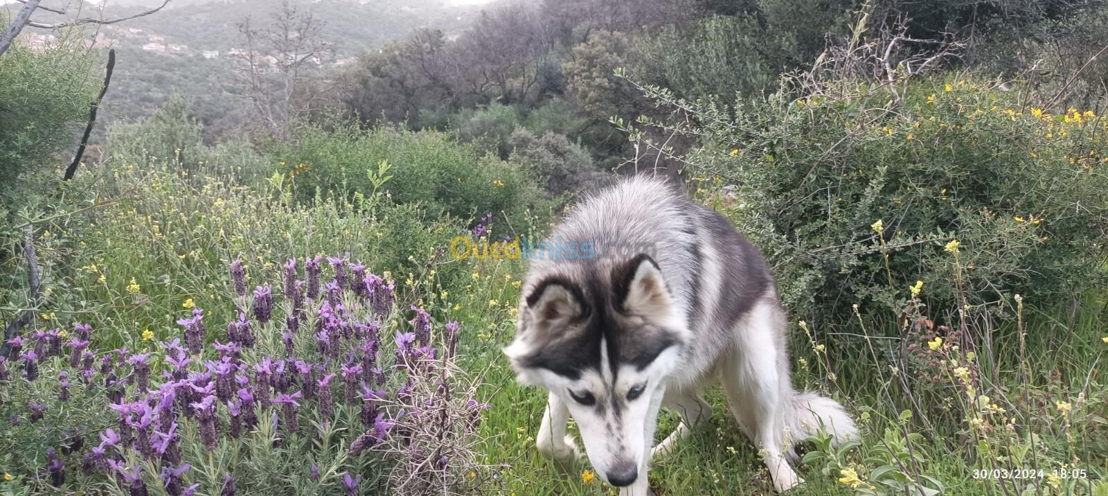 Chien husky sibérien 