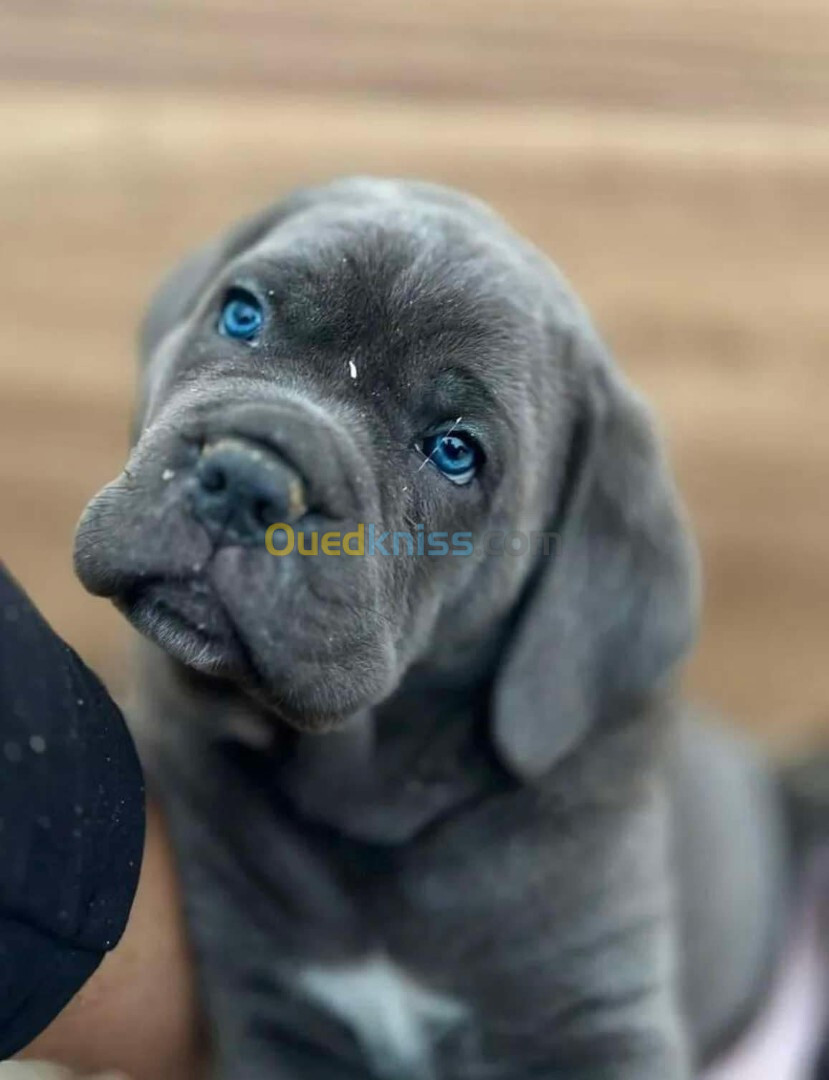 Cane corso