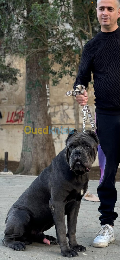 Cane corso