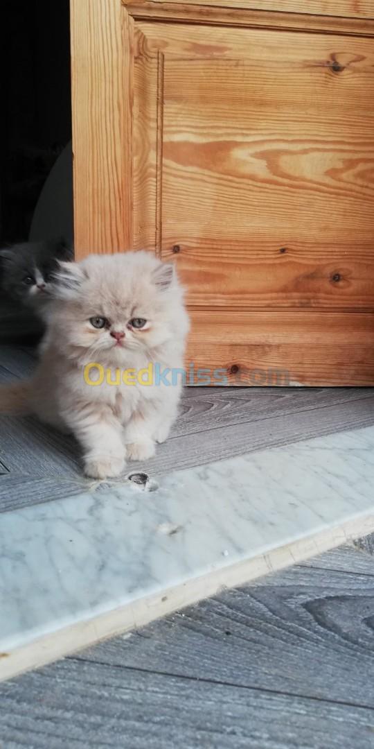 Chatons persan pure race 