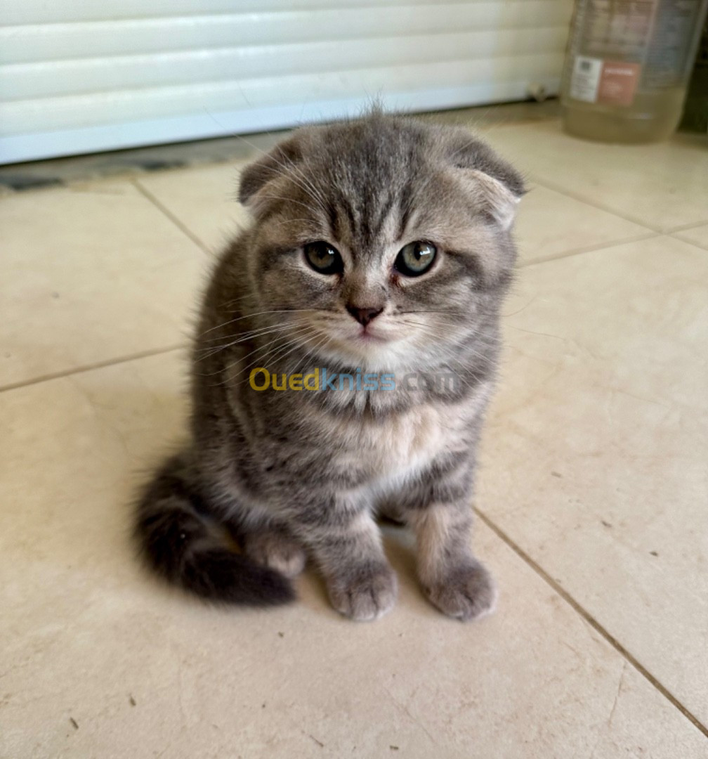 Chat scottish fold et british 