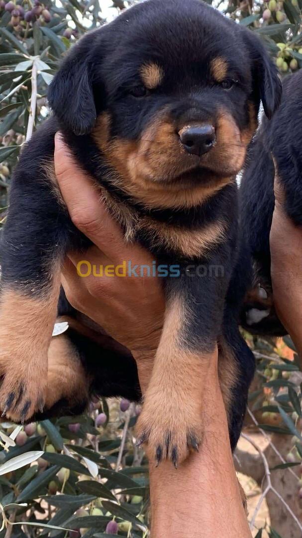 Rottweiler 