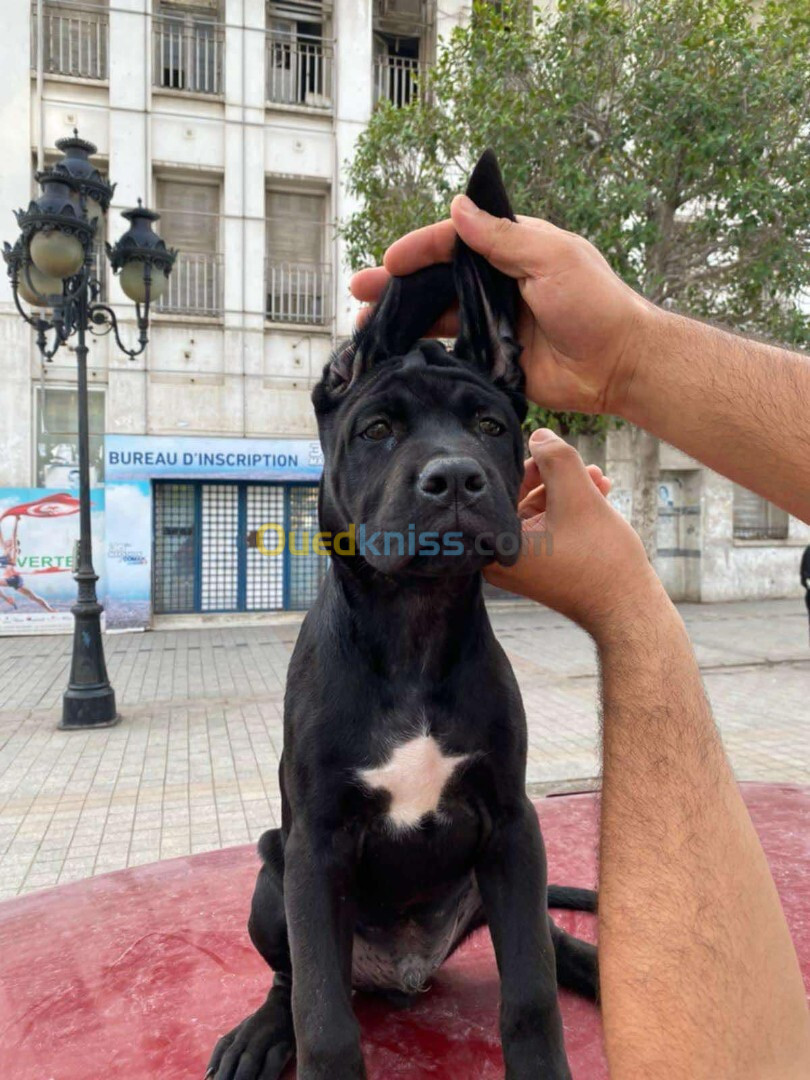 Cane corso 