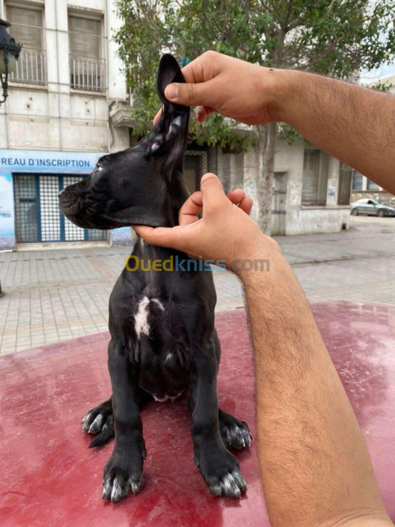 Cane corso 