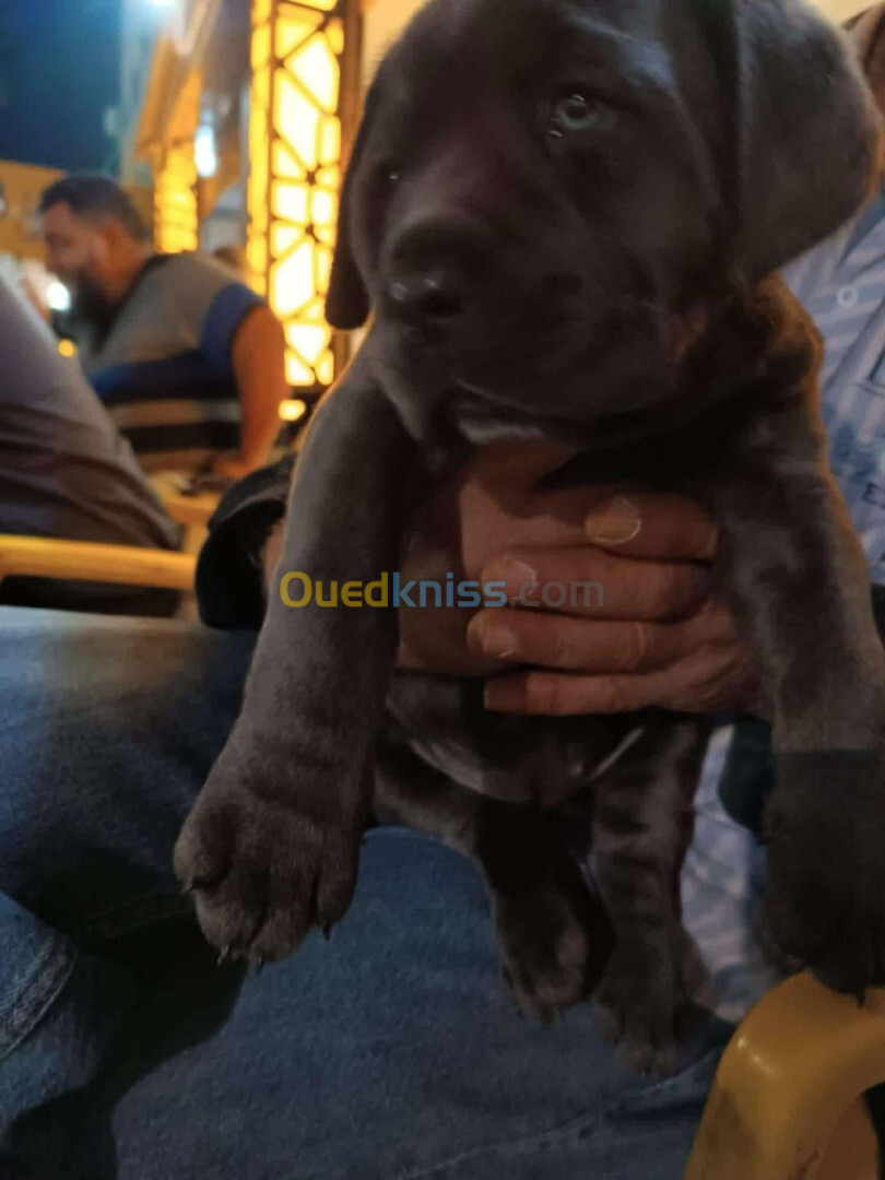 Cane corso