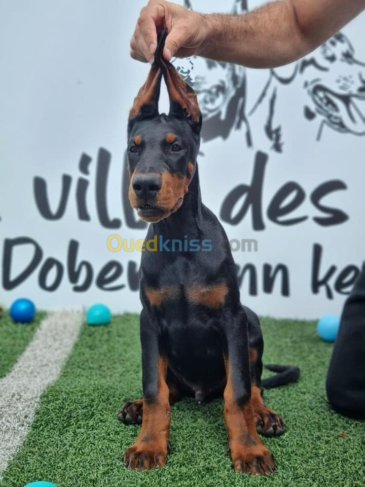 Doberman