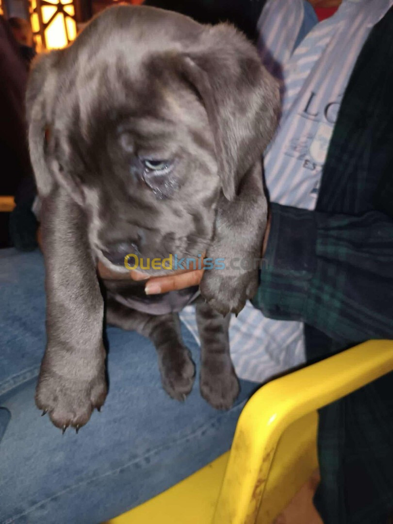 Cane corso