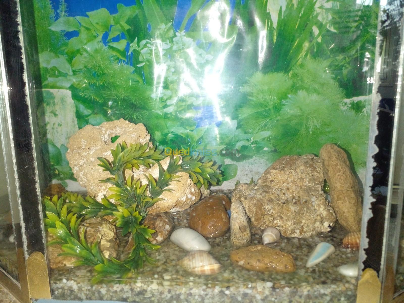 DEUX AQUARIUMS BON PRIX