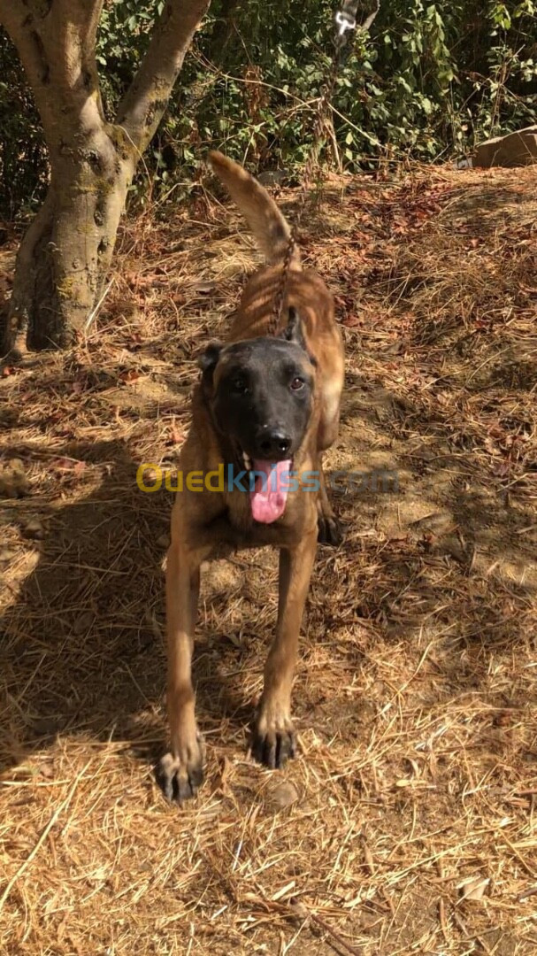 Chien malinois 