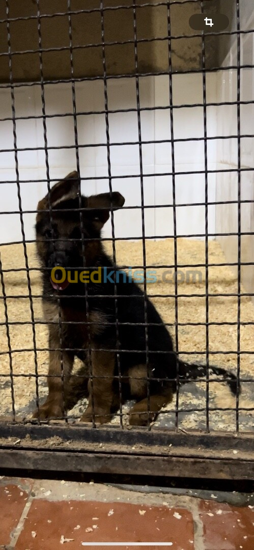 Chiot berger allemand 