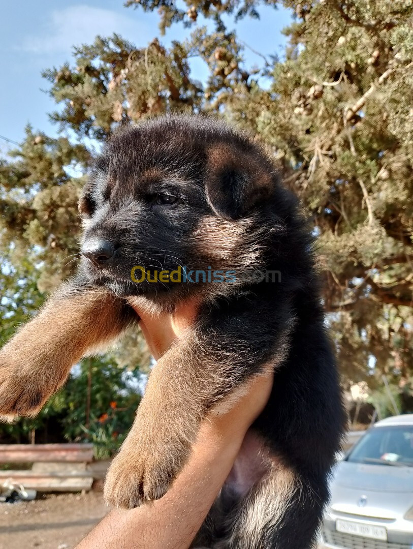 Chiot berger allemand 