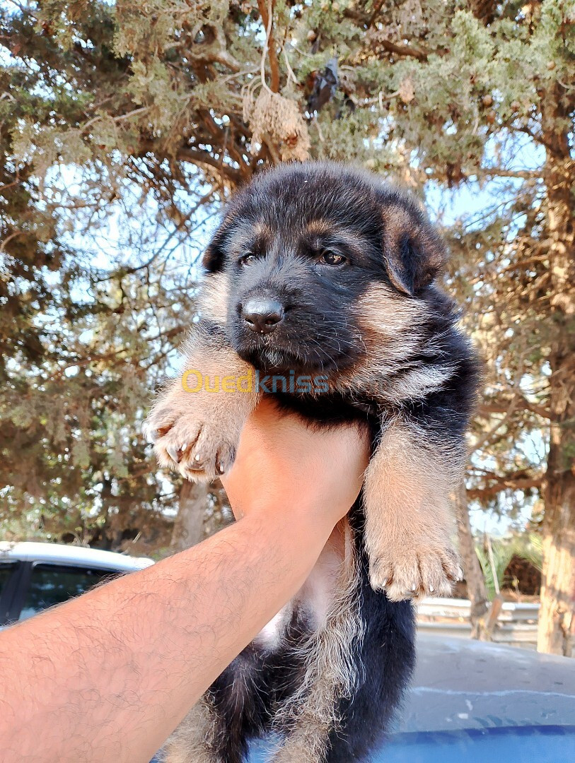 Chiot berger allemand 