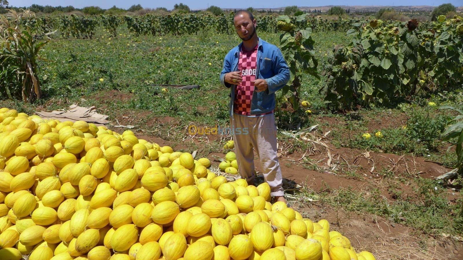 Sell Farmland Oran Boutlelis