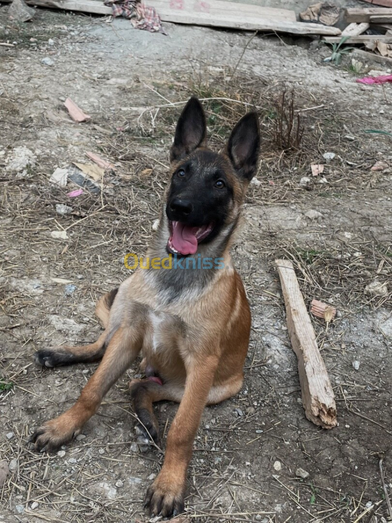 Chien de race malinois masque noir