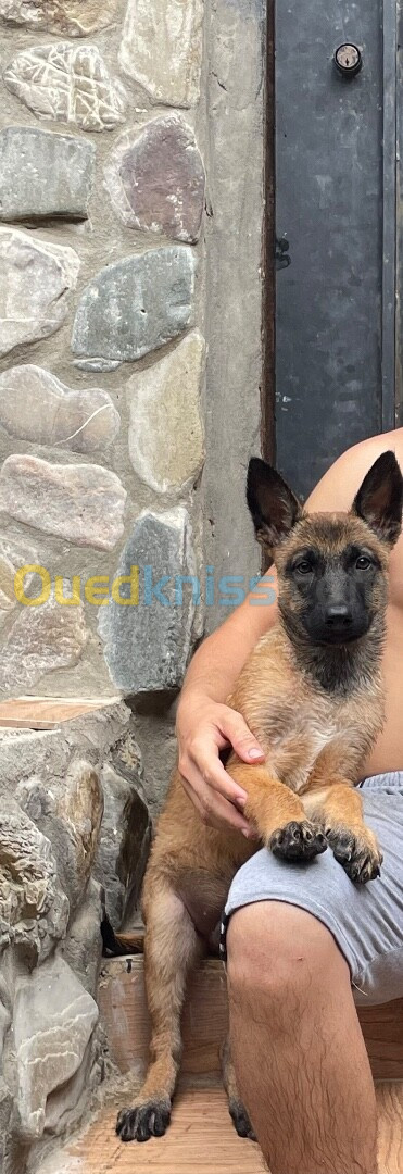 Chien malinois la pure race