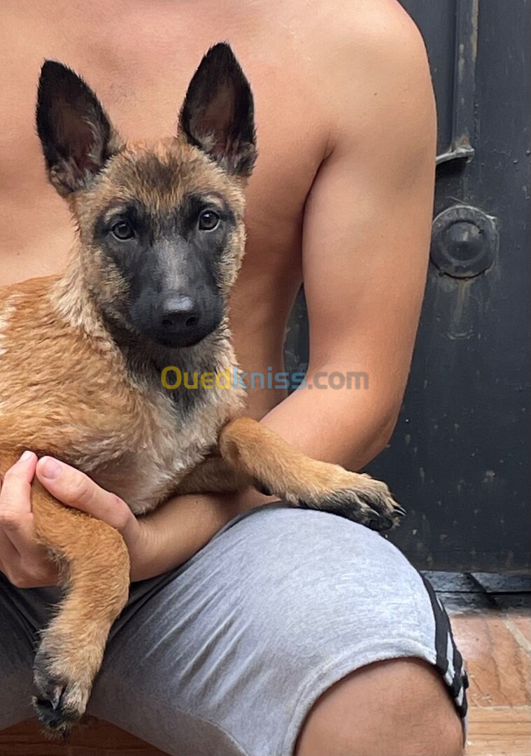 Chien malinois la pure race