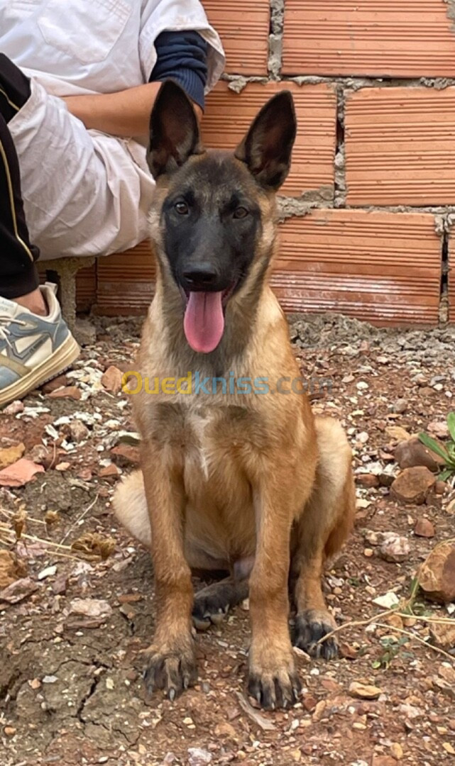 Chien malinois pure race