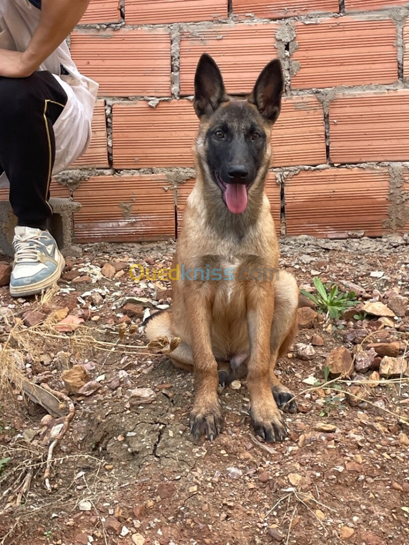 Chien malinois pure race