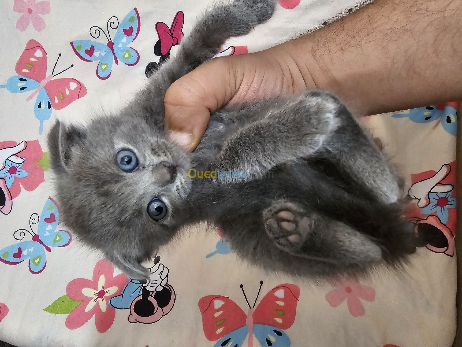 4 chatons british et scottish fold 