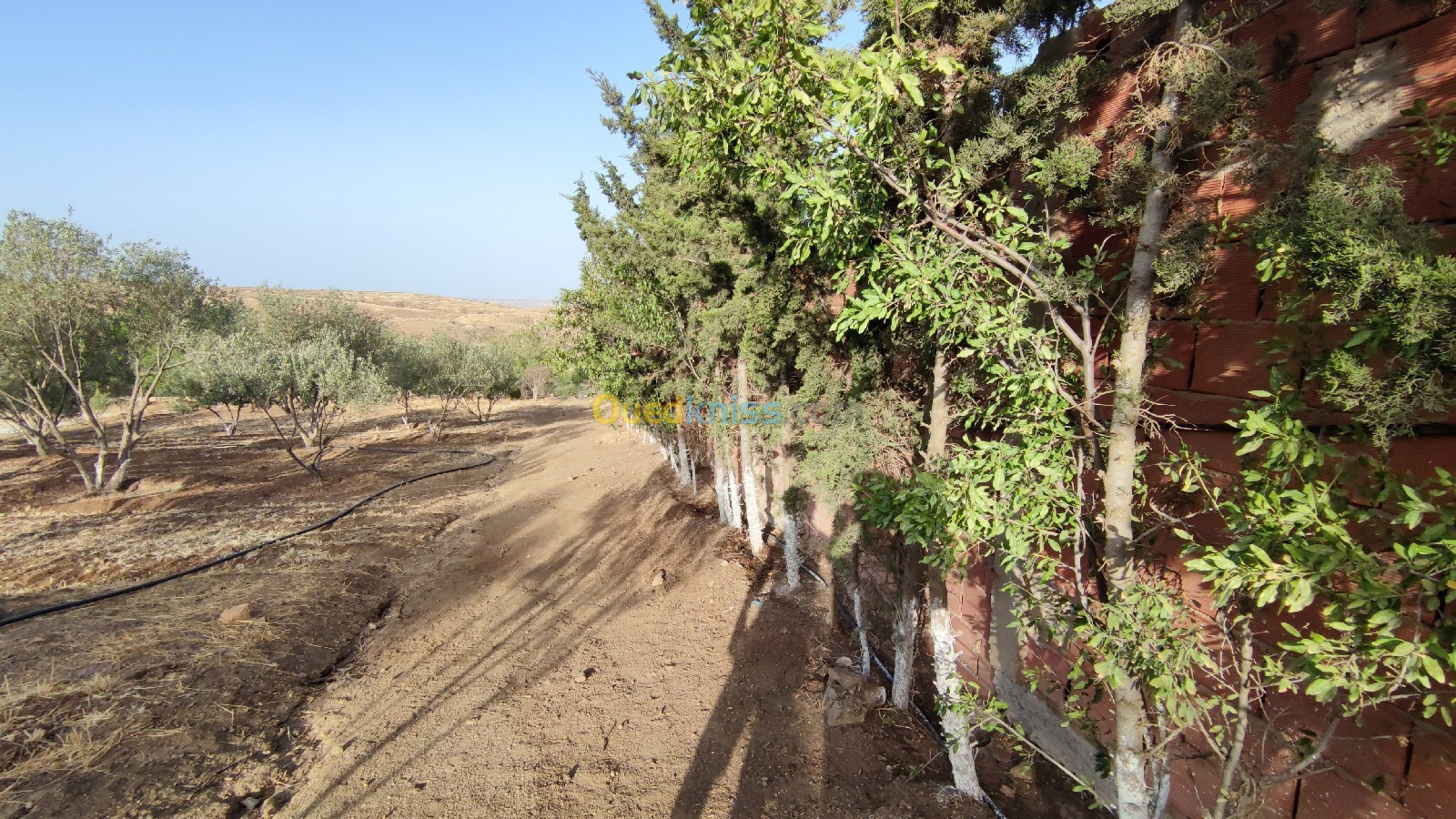 Vente Terrain Agricole Bordj Bou Arreridj Hasnaoua