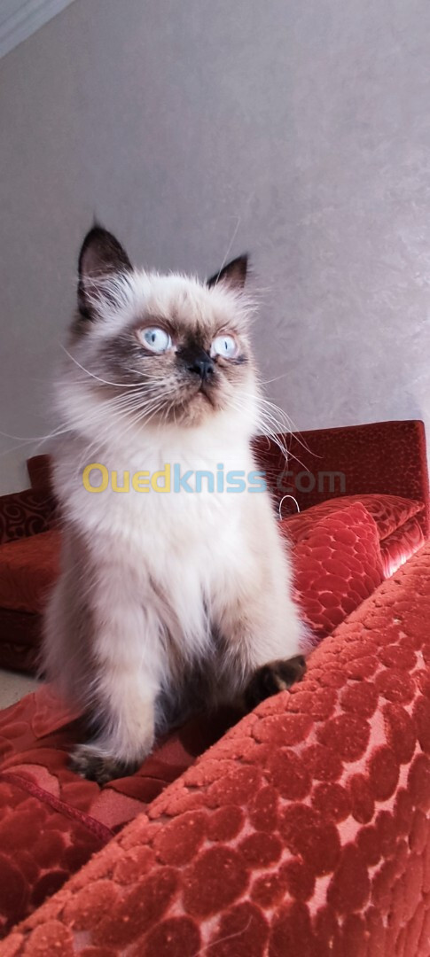 Chat ragdoll 