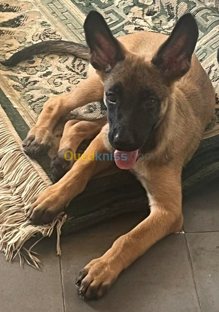 Femelle malinois 2 mois