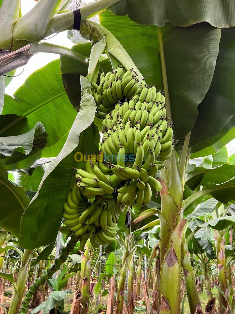 Construction des serres agricoles modernes