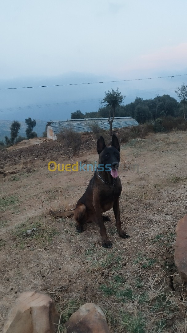 Malinois pure race 