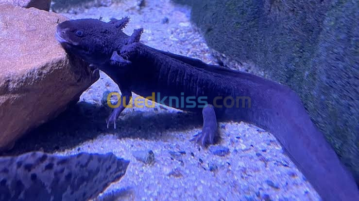 Axolot poisson aquarium 