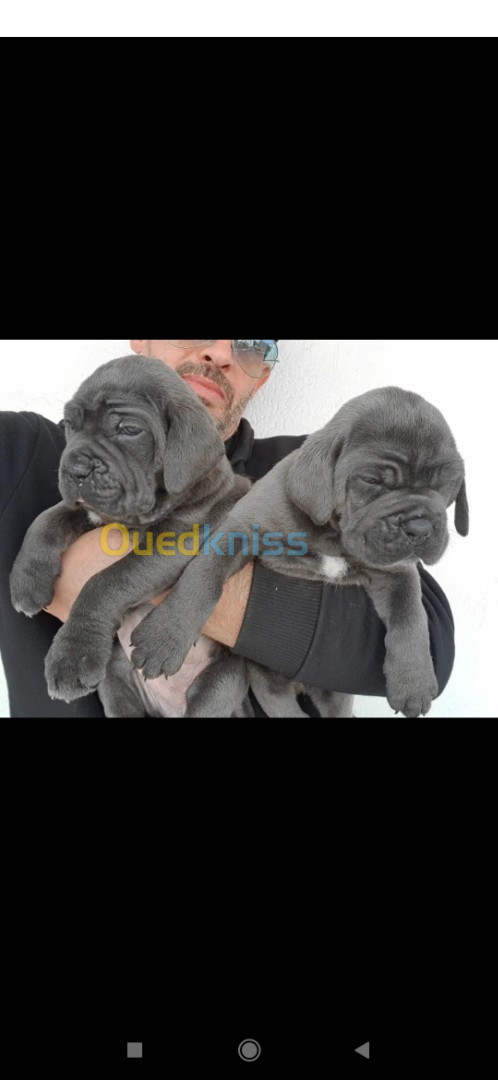 Cane corso