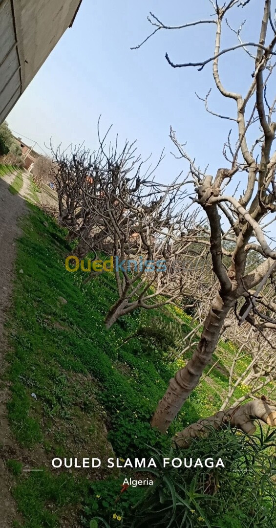 Vente Villa Blida Ouled selama