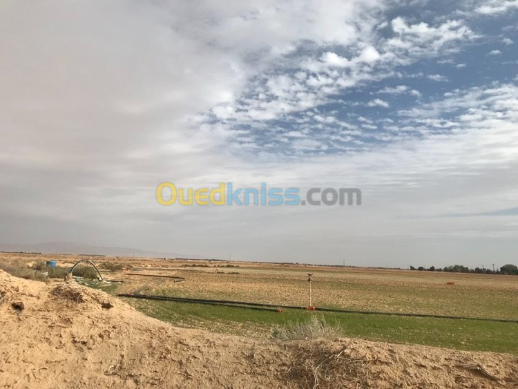 Vente Terrain Agricole Oran Mers El Kébir