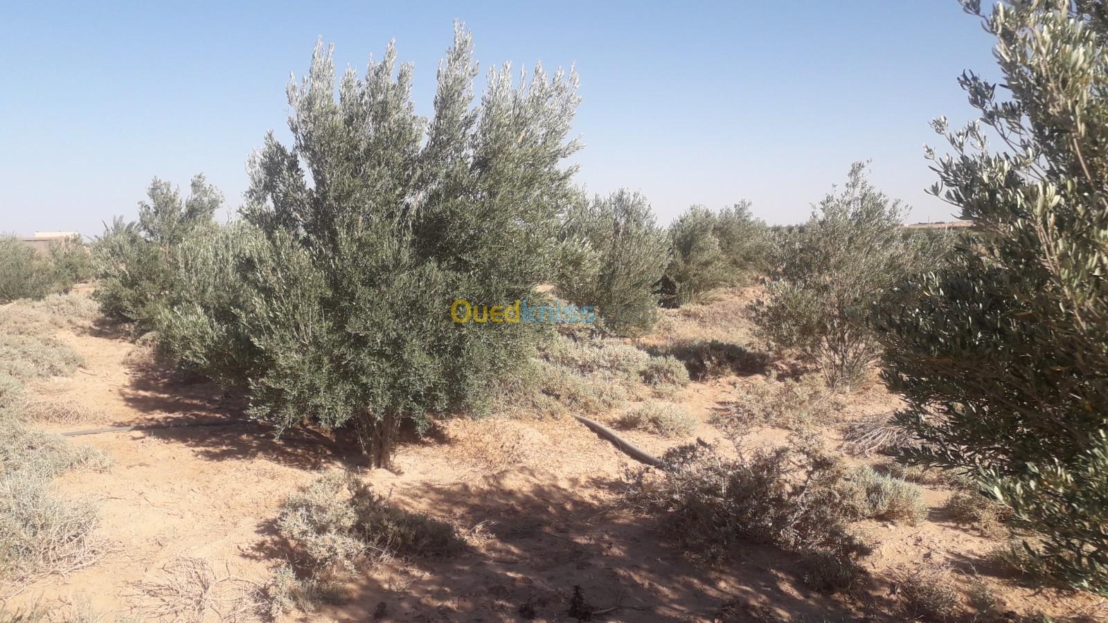 Vente Terrain Agricole Biskra Oumache