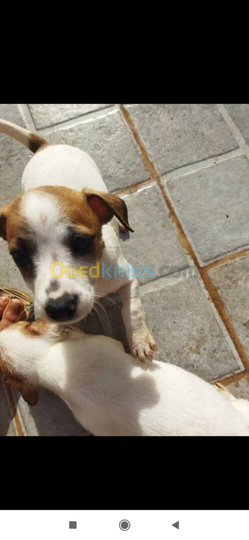 vente de chiots jaque russelle terrier 