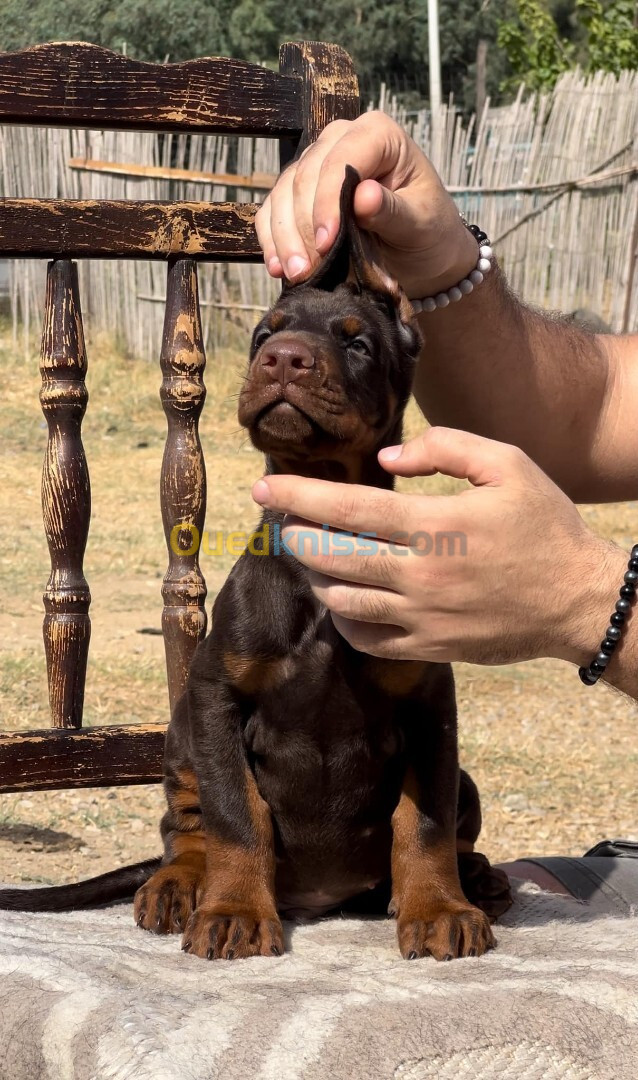 Doberman European 