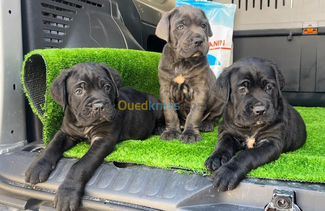 Cane corso