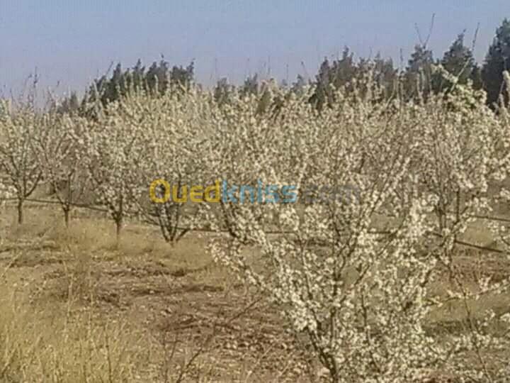 Vente Terrain Agricole Djelfa Benhar