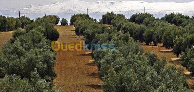 Vente Terrain Tlemcen Maghnia