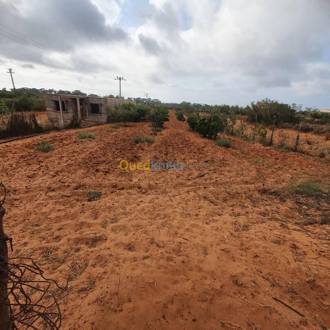 Vente Terrain Mostaganem Sidi lakhdaara