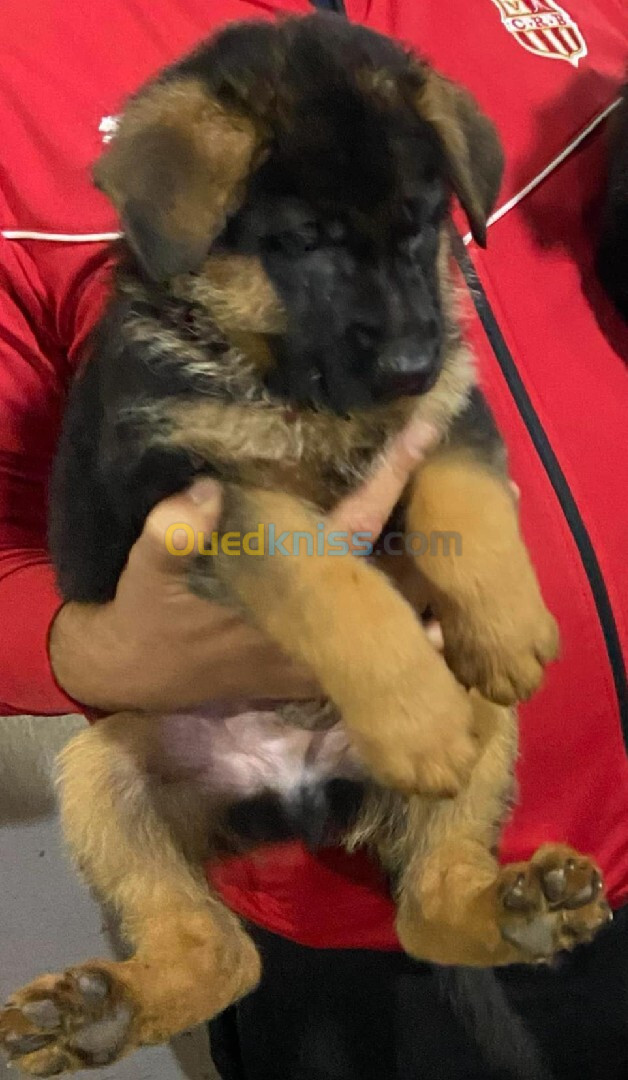 Chiot berger allemand pedigree 