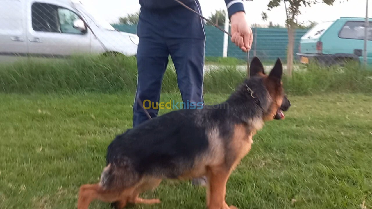 Chiot berger allemand pedigree mâle 