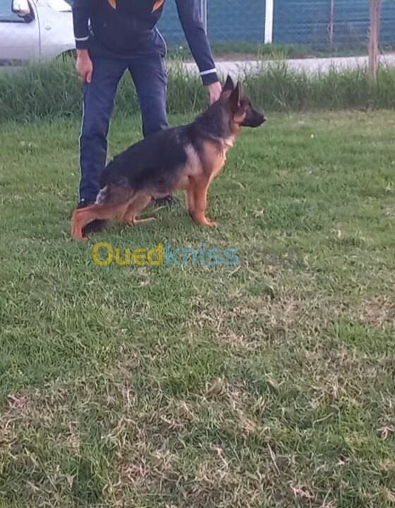 Chiot berger allemand pedigree mâle 