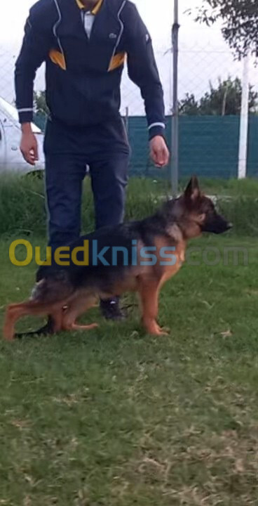 Chiot berger allemand pedigree mâle 