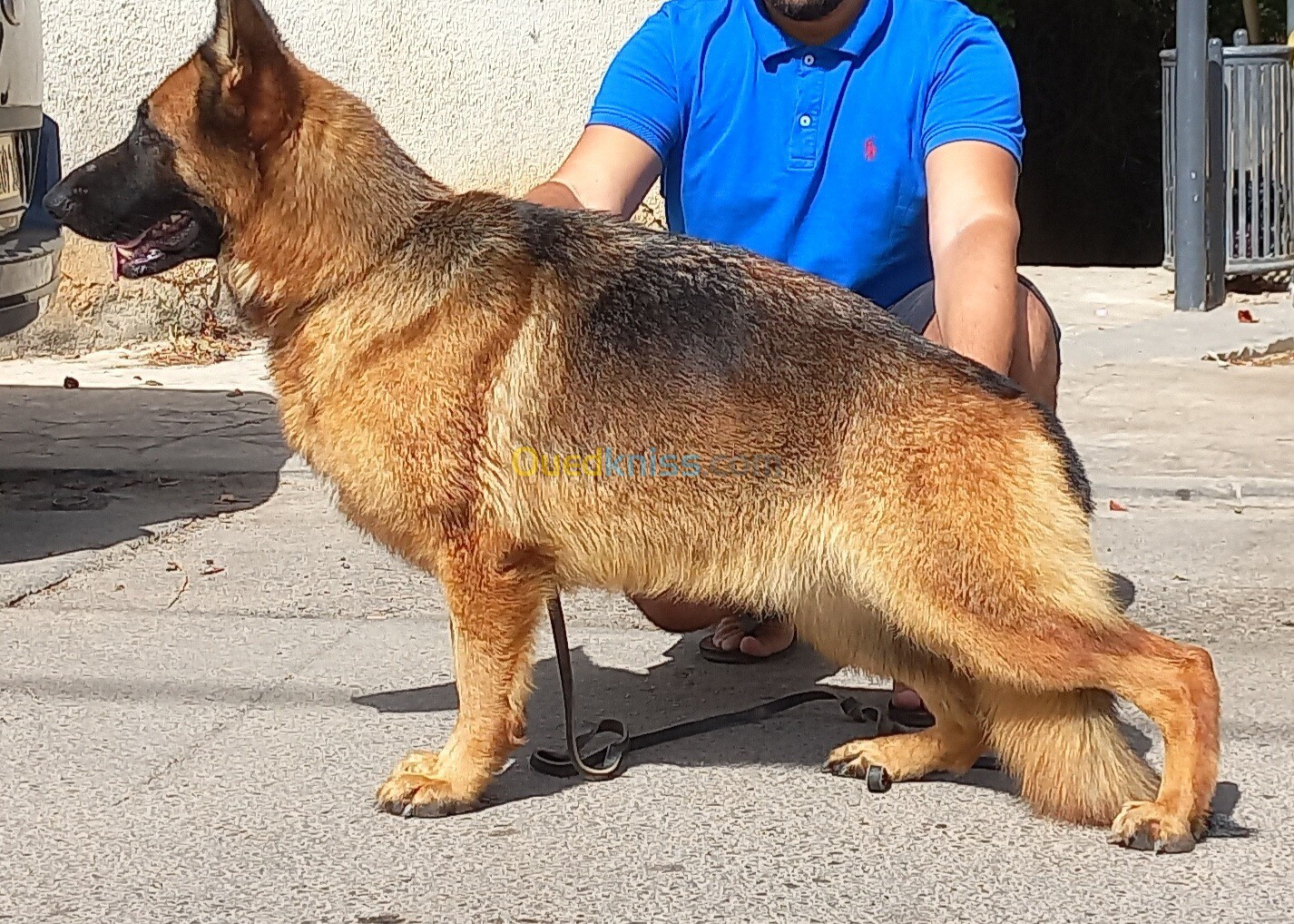 Chiot berger allemand pedigree mâle 