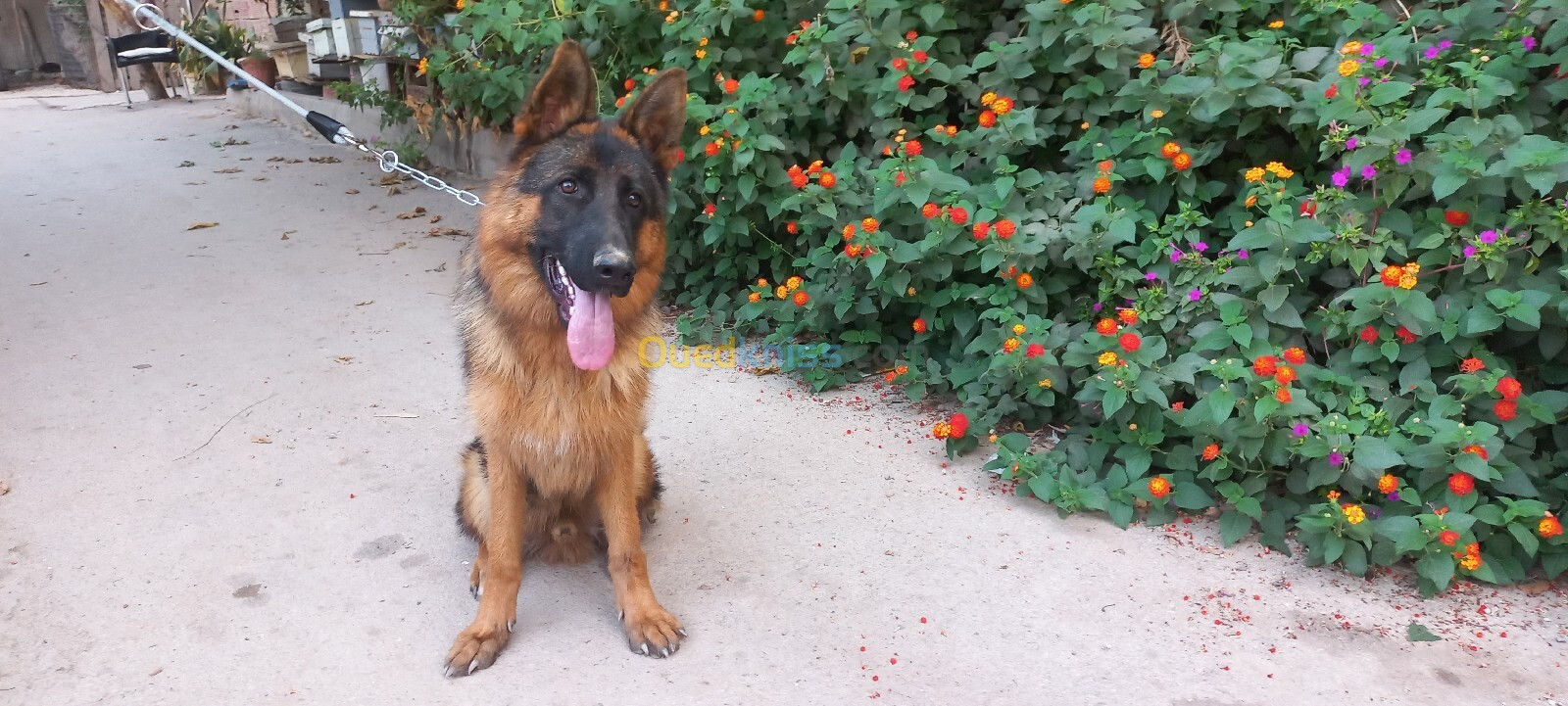 Chien berger allemand pedigree mâle 